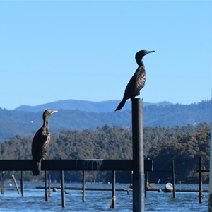 Phalacrocorax sulcirostris (Little Black Cormorant) at Batemans Bay, NSW - Yesterday by MB