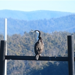 Microcarbo melanoleucos (Little Pied Cormorant) at Batemans Bay, NSW - 5 Jun 2025 by MB