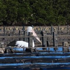 Pelecanus conspicillatus (Australian Pelican) at Batemans Bay, NSW - 5 Jun 2025 by MB