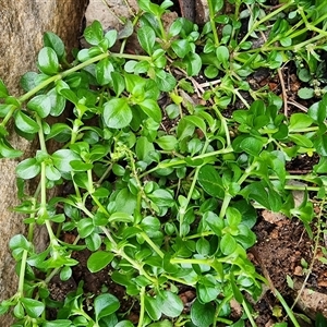 Unverified Other Wildflower or Herb at Gundaroo, NSW - Today by Gunyijan