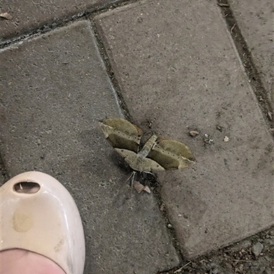Unverified Insect at Keiraville, NSW - 6 Jul 2023 by bereccad