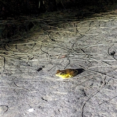 Unverified Reptile or Frog at Yellow Rock Ridge, NSW - 7 Dec 2023 by bereccad