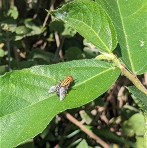 Unverified Insect at Kanahooka, NSW - 17 Dec 2023 by bereccad