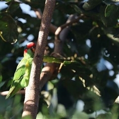 Unverified Bird at Kanahooka, NSW - 1 May 2022 by bereccad