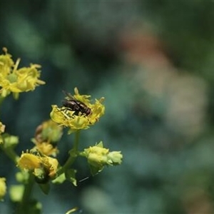 Unverified Insect at Kanahooka, NSW - 9 Dec 2021 by bereccad