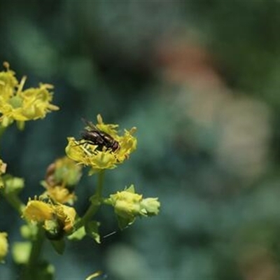 Unverified Insect at Kanahooka, NSW - 9 Dec 2021 by bereccad