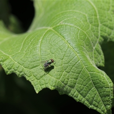 Unverified Insect at Kanahooka, NSW - 26 Dec 2023 by bereccad