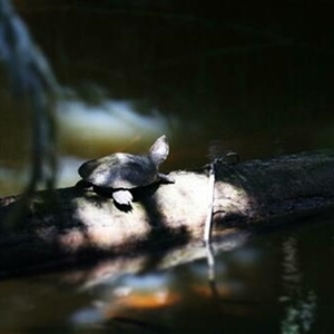 Unverified Reptile or Frog at Kuranda, QLD - 29 May 2021 by bereccad