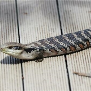 Unverified Reptile or Frog at Kanahooka, NSW - 13 Nov 2020 by bereccad