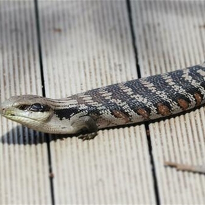 Tiliqua scincoides scincoides (Eastern Blue-tongue) at Kanahooka, NSW - 13 Nov 2020 by bereccad