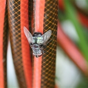 Unverified Insect at Kanahooka, NSW - 14 Jan 2021 by bereccad