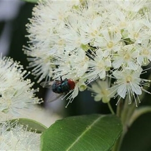 Unverified Insect at Kanahooka, NSW - 24 Jan 2022 by bereccad