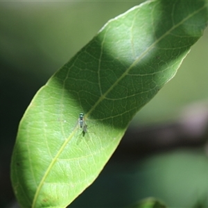 Unverified Insect at Kanahooka, NSW - 30 Dec 2023 by bereccad