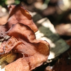 Unverified Fungus at Kanahooka, NSW - 30 Dec 2023 by bereccad