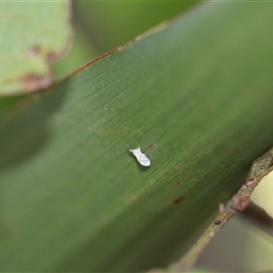 Unverified Insect at Kanahooka, NSW - 28 Dec 2023 by bereccad