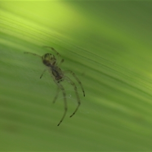 Unverified Spider at Kanahooka, NSW - 28 Dec 2023 by bereccad
