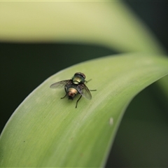 Unverified Insect at Kanahooka, NSW - 2 Jan 2024 by bereccad