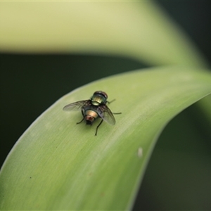 Unverified Insect at Kanahooka, NSW - 2 Jan 2024 by bereccad