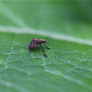 Unverified Insect at Kanahooka, NSW - 3 Jan 2024 by bereccad