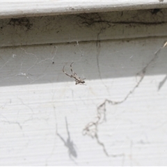 Unverified Spider at Kanahooka, NSW - 4 Jan 2024 by bereccad