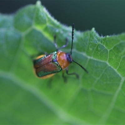 Aporocera (Aporocera) iridipennis (A case bearing leaf beetle) at Kanahooka, NSW - 5 Jan 2024 by bereccad