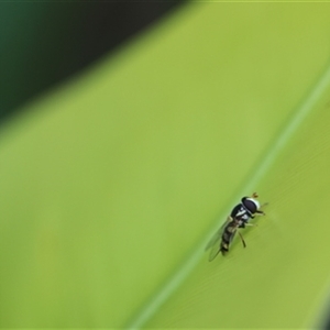 Unverified Insect at Kanahooka, NSW - 6 Jan 2024 by bereccad