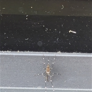 Unverified Insect at Kanahooka, NSW - 5 Jan 2024 by bereccad