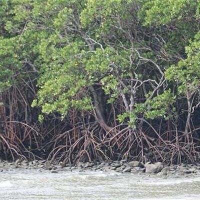 Unverified Plant at Cape Tribulation, QLD - 30 May 2021 by bereccad