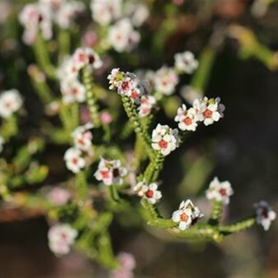 Unverified Plant at Petermann, NT - 5 Sep 2022 by bereccad