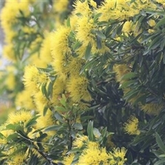 Xanthostemon chrysanthus (golden penda) at Mowbray, QLD - 30 May 2021 by bereccad
