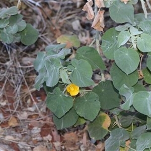 Unverified Plant at Petermann, NT - 7 Sep 2022 by bereccad