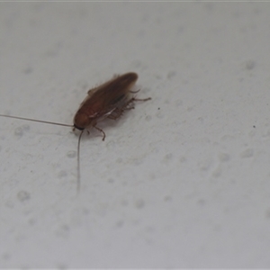 Blattodea (order) at Kanahooka, NSW - 12 Jan 2024 12:00 AM