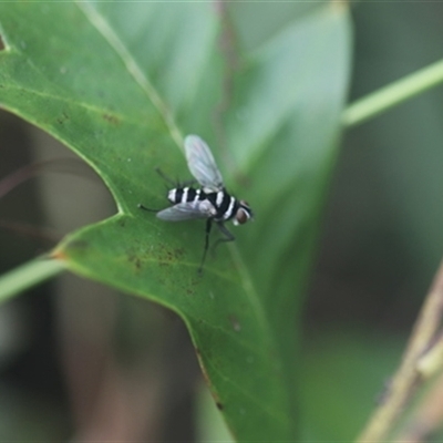 Unverified Insect at Kanahooka, NSW - 20 Jan 2024 by bereccad