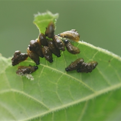 Unverified Insect at Kanahooka, NSW - 31 Jan 2024 by bereccad