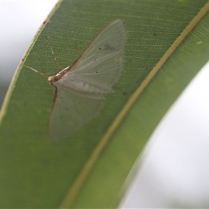 Unverified Insect at Kanahooka, NSW - 29 Feb 2024 by bereccad