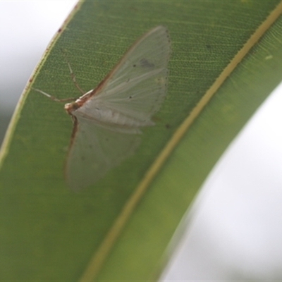Unverified Insect at Kanahooka, NSW - 29 Feb 2024 by bereccad