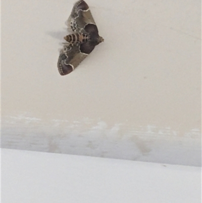 Unverified Insect at Kanahooka, NSW - 11 Mar 2024 by bereccad