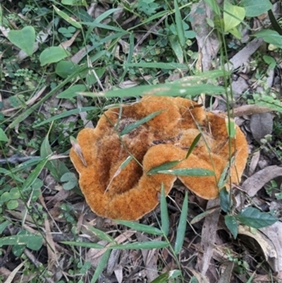 Unverified Fungus at Tullimbar, NSW - 29 Mar 2024 by bereccad