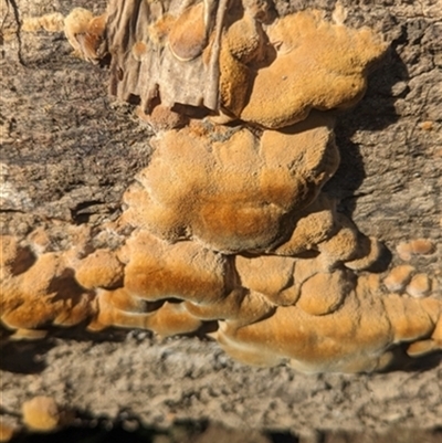Unverified Fungus at Calderwood, NSW - 19 May 2024 by bereccad