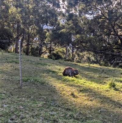 Vombatus ursinus (Common wombat, Bare-nosed Wombat) at Barren Grounds, NSW - 27 Jul 2024 by bereccad