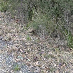 Tachyglossus aculeatus (Short-beaked Echidna) at East Kangaloon, NSW - 25 Aug 2024 by bereccad