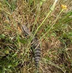Tiliqua scincoides scincoides (Eastern Blue-tongue) at Kangaloon, NSW - 1 Dec 2024 by bereccad