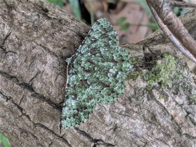 Aeolochroma hypochromaria (A Geometer moth (Geometrinae) at Avondale, NSW - 31 Dec 2024 by bereccad
