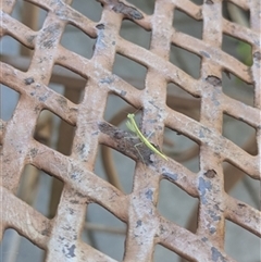 Unverified Insect at Kanahooka, NSW - 5 Apr 2025 by bereccad