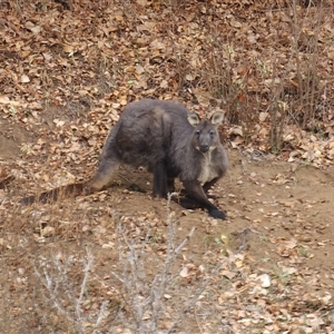 Osphranter robustus robustus at Cooma, NSW - Today by JediNME