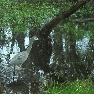 Egretta novaehollandiae at Lower Portland, NSW - 21 May 2025 by BlundellsSwamp