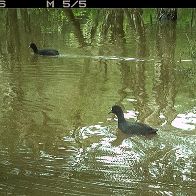 Fulica atra (Eurasian Coot) at Lower Portland, NSW - 23 May 2025 by BlundellsSwamp