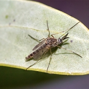 Chironomidae (family) at Belconnen, ACT - 21 May 2025 by AlisonMilton