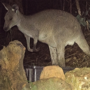 Macropus giganteus at Lower Portland, NSW - 24 May 2025 by BlundellsSwamp