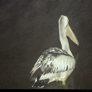 Pelecanus conspicillatus at Lower Portland, NSW - 2 Jun 2025 by BlundellsSwamp